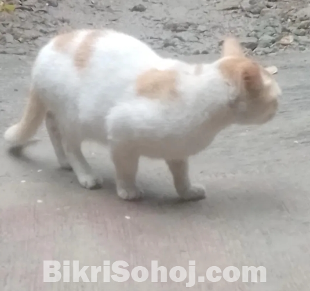 বিড়াল অনেক বড় ( মদ্দা / male) বিক্রি হবে